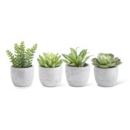 Small Succulents Each