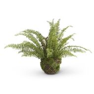 27.5" Boston Fern in Moss and Twig Basket