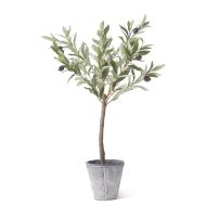 24" Olive Tree In Pot