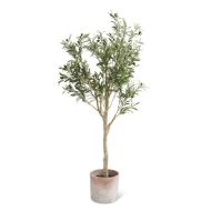 5.5' Olive Tree In Weathered Terracotta Pot