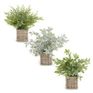 12" Herb In Pot each