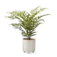 21" Maiden Hair Fern in Cream Embossed Ceramic Pot w/ Faux Stones