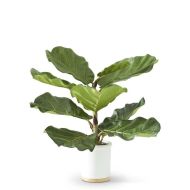 21" Fiddle Fig Tree In White Ceramic Pot