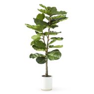 4.5' Fiddle Fig Tree In White Ceramic Pot