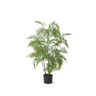 3' Black Potted Fern Tree