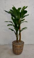 Large Banana Tree in Wicker Pot