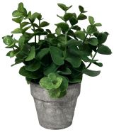 Potted Eucalyptus Plant Each