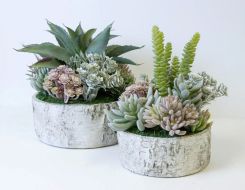 Birch Succulent Assortment