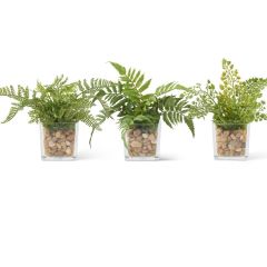 7" Fern Plant In Glass With Pebbles Each