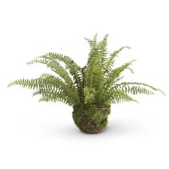 Boston Fern with Mossy Basket