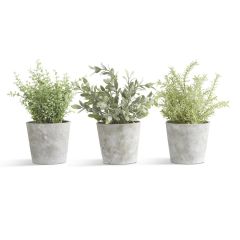 Herb In Cement Pot Each
