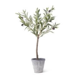 24" Olive Tree In Pot   