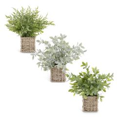12" Herb In Pot each