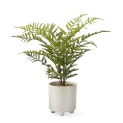 21" Maiden Hair Fern in Cream Embossed Ceramic Pot w/ Faux Stones