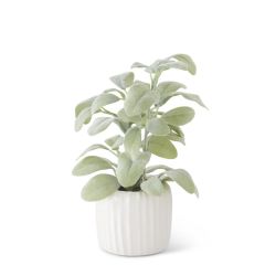 11" Lambs Ear Plant in White Ribbed Ceramic Pot