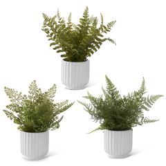 14" Fern In White Ceramic Pots Each