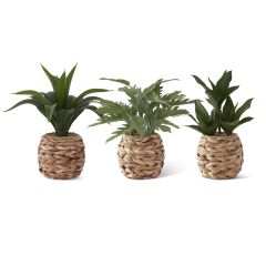 Tropical Foliage In Woven Baskets Each