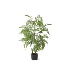 3' Black Potted Fern Tree