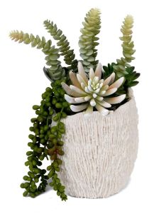 Small Coral Succulent