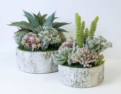 Birch Succulent Assortment